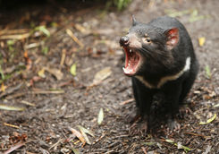 Tasmanian Devil