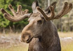 moose