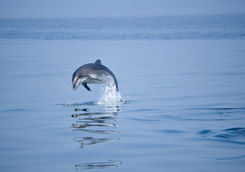 dolphin