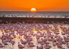 magnificent flamingos namibia