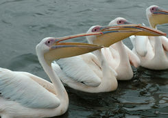 skeleton pelicans