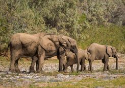 elephants the hoarusib river