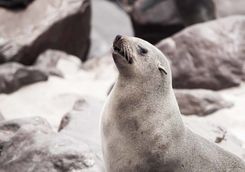 seal namibia