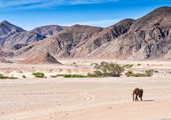 hoanib valley view elephant