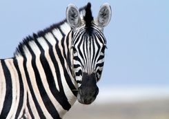 zebra