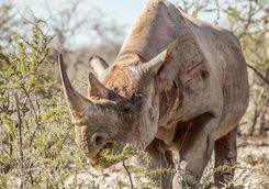 black rhino