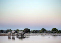 elephants drinking