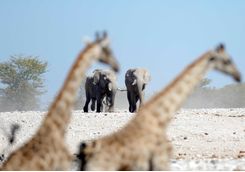 giraffes elephants