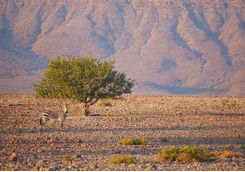 zebra mountains