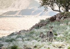 zebras