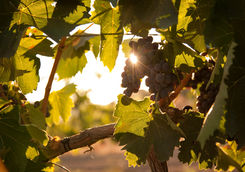 grapes