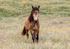 horse