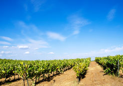 vineyard