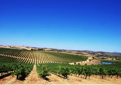 vineyard alentejo