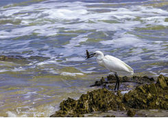White stork