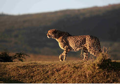 Cheetah hunting Port Elizabeth