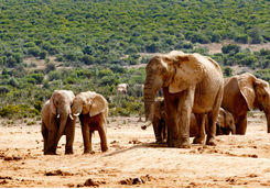Elephants Port Elizabeth