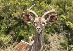 Kudu Port Elizabeth