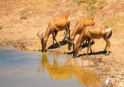 Antelope Port Elizabeth