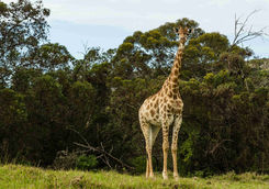 Giraffe Port Elizabeth