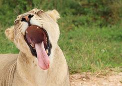Lioness Port Elizabeth