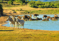 Wildlife Port Elizabeth