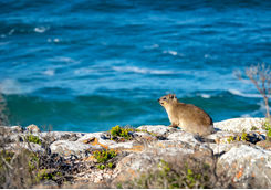 Wildlife Plettenburg Bay