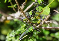 Green grasshopper