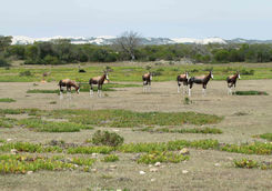 Bonteboks on Hoop reserve
