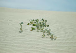 Leaves dunes De Hoop reserve