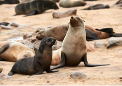 Seals south africa