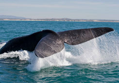 Southern right whale