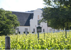 Vineyard South Africa
