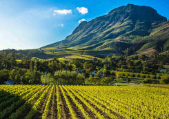 Vineyard South Africa