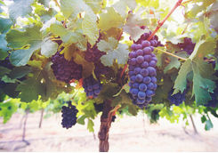 Grapes toned winelands