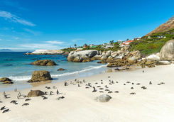 Boulders beach
