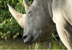 black rhino