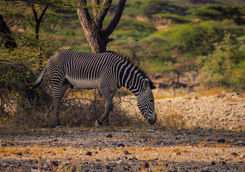 Grevy zebra kenya
