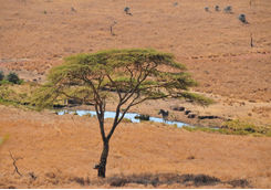 Zebra grazing in lewa downs