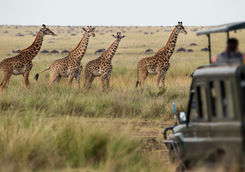 game drive giraffes