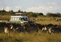 game drive zebra