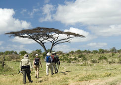 walking safari with guides