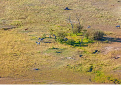 zebras grazing