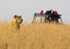 game drive