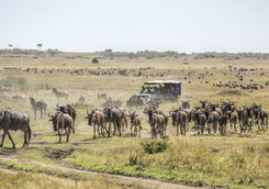 game drive