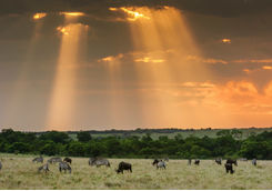grazing wildlife