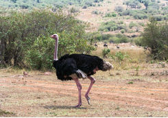 ostrich masai mara