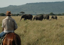 riding safari elephants