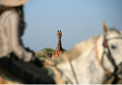 riding safari giraffe