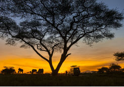 sunset safari